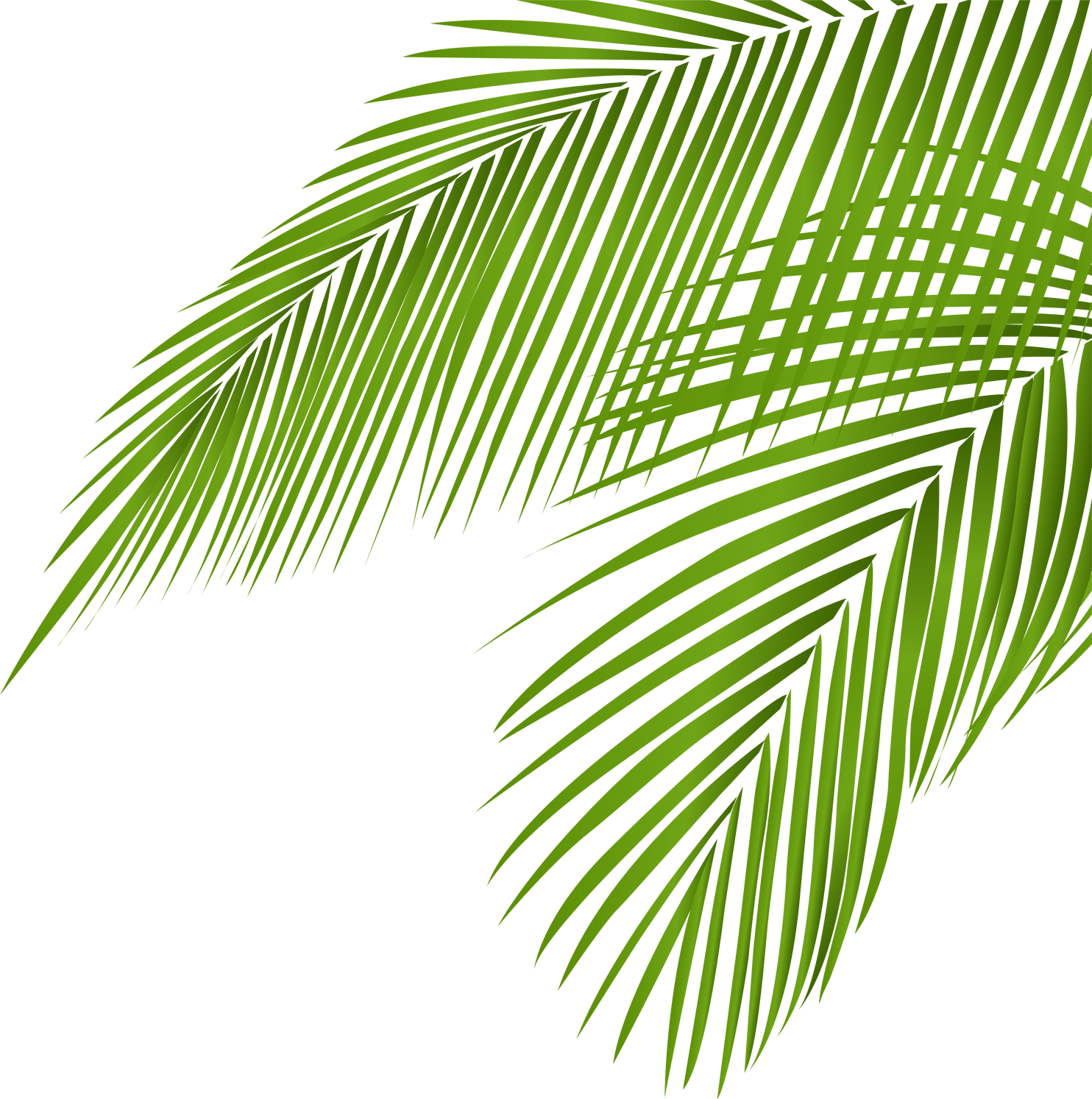 Summer coconut palm tree leaf coner decoration